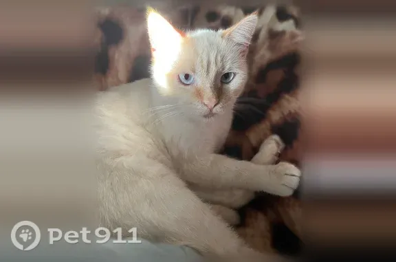 Пропала кошка Мальчик, Дубовка (rl1255300) - photo
