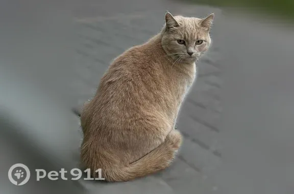 Найдена кошка, Калуга, фото: Найдена кошка Девочка, Калуга (rf1255285)