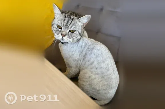 Найдена кошка, Йошкар-Ола, фото: Найдена кошка, Йошкар-Ола (rf1255324)