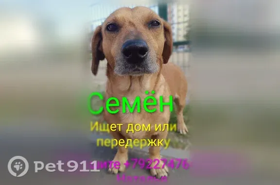 Собака ищет дом, Копейск (RH1255340) - photo