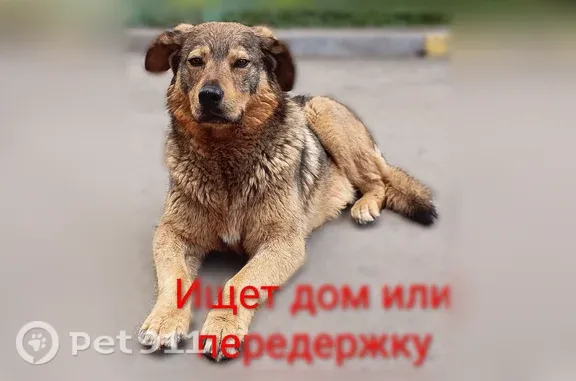 Собака ищет дом, Копейск (RH1255341) - photo