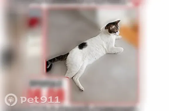 Пропала кошка Мальчик, Зубово (rl1255355) - photo