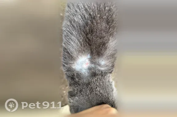 Поиск домашних животных, фото: Найдена кошка, Москва (rf1255370)