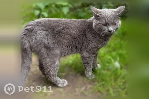 Найдена кошка, Москва, фото: Найдена кошка, Москва (rf1255370)