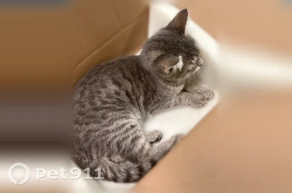 Найдена кошка, Пенза, фото: Найдена кошка Мальчик, Пенза (rf1255379)