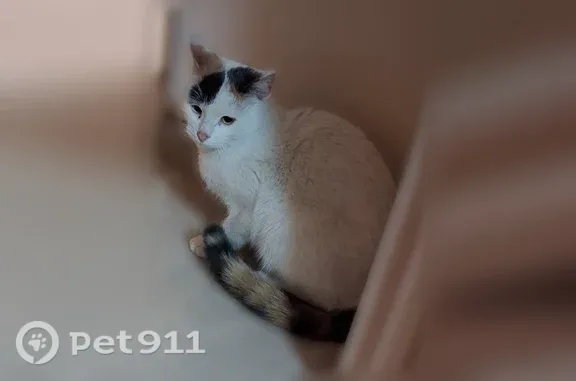 Найдена кошка, Петрозаводск, фото: Найдена кошка Девочка, Петрозаводск (rf1255385)