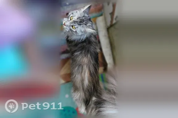 Пропала кошка Девочка, Подпорожье (rl1255395) - photo