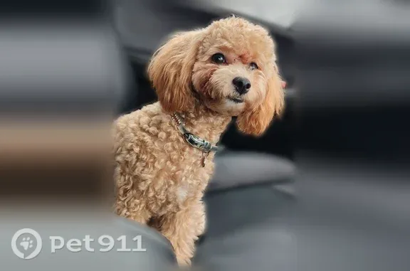 Собаки потеряшки, , фото: Потеряшка собака Девочка (rl1255425)