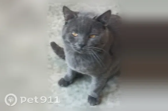 Найдена кошка, Иркутск, фото: Найдена кошка, Иркутск (rf1255435)