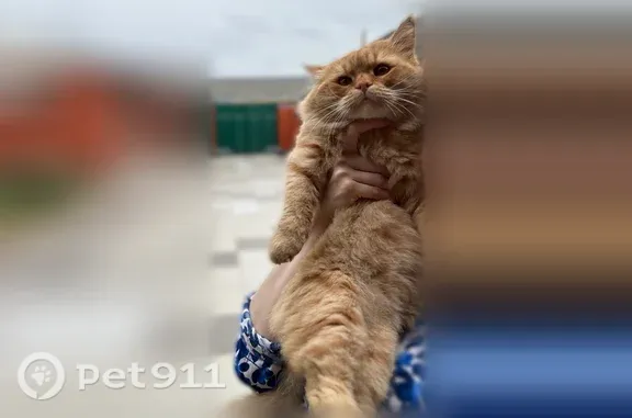 Пропала кошка Мальчик, Шали (rl1255439) - photo