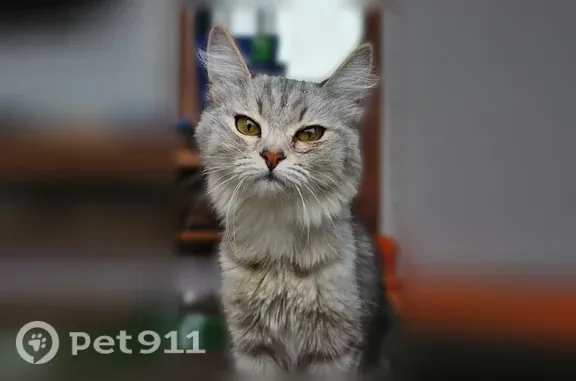 Найдена кошка, Подлесный, фото: Найдена кошка Девочка, Подлесный (rf1255441)