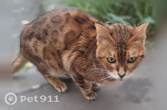Найдена кошка, Набережные Челны, фото: Найдена кошка, Набережные Челны (rf1255456)