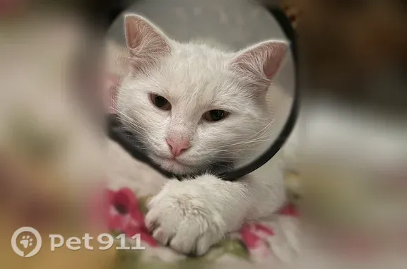 Пропала кошка Мальчик, Казань (rl1255474) - photo