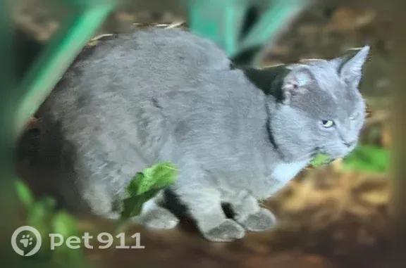 Найдена кошка, Екатеринбург, фото: Найдена кошка, Екатеринбург (rf1255475)