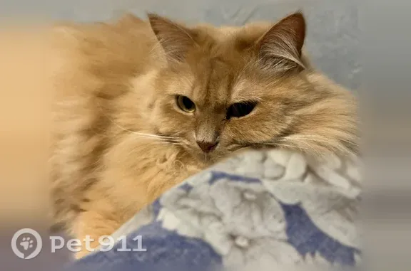 Кошки потеряшки, Советский, фото: Потеряшка кошка, улица Мичурина, 4А, Советский