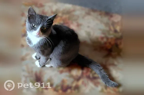 Найдена кошка (rf1255531) - photo