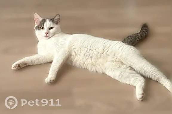 Кошки потеряшки, Жданово, фото: Потеряшка кошка Девочка, Жданово (rl1255568)
