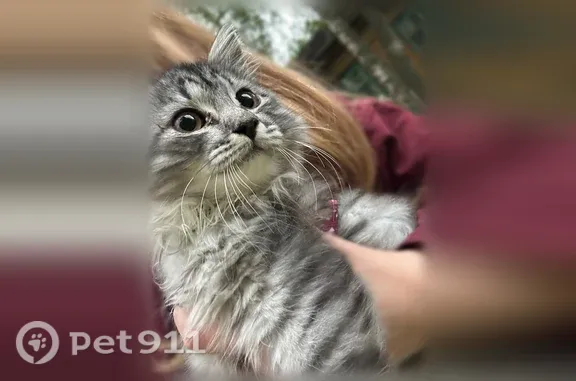 Кошки потеряшки, Йошкар-Ола, фото: Потеряшка кошка Девочка, Йошкар-Ола (rl1255570)