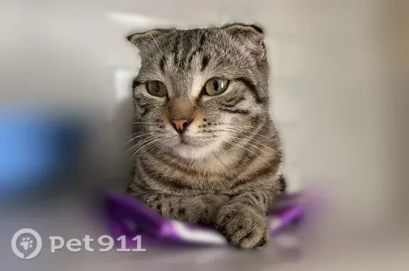 Кошки потеряшки, Майма, фото: Потеряшка кошка Мальчик, Майма (rl1255575)