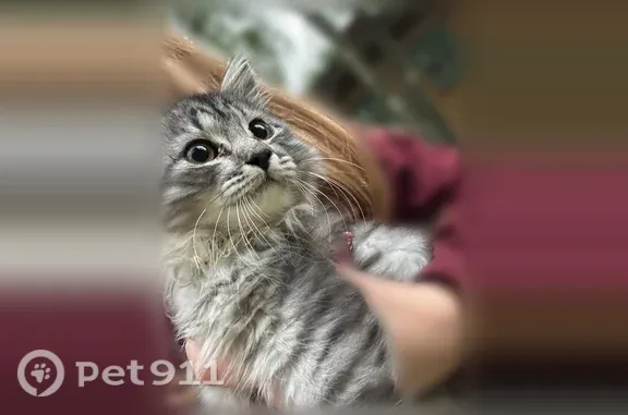Кошки потеряшки, Йошкар-Ола, фото: Потеряшка кошка Девочка, Йошкар-Ола (rl1255580)