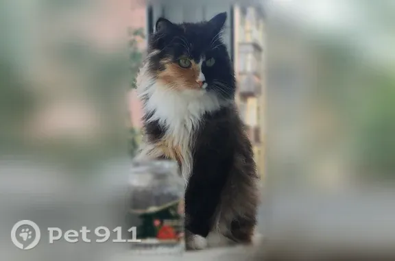 Пропала кошка Девочка (rl1255586) - photo