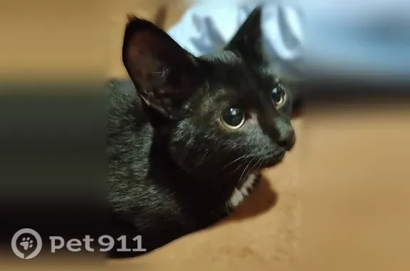 Найдена кошка, Новокузнецк, фото: Найдена кошка Девочка, Новокузнецк (rf1255595)