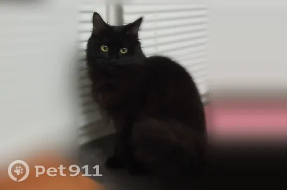 Кошки потеряшки, Уфа, фото: Потеряшка кошка Девочка, Уфа (rl1255598)
