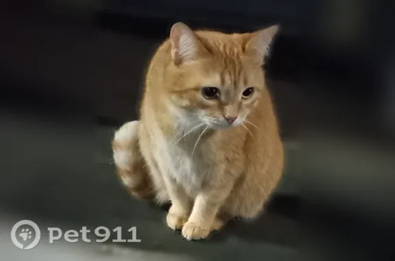 Найдена кошка, Ижевск, фото: Найдена кошка, Ижевск (rf1255637)