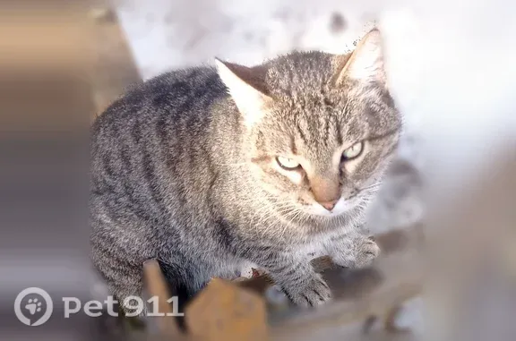 Кошки потеряшки, Великий Новгород, фото: Потеряшка кошка Мальчик, Великий Новгород (rl1255690)
