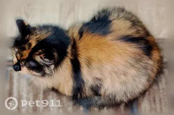 Пропала кошка Девочка, Семёнов (rl1255682) - photo