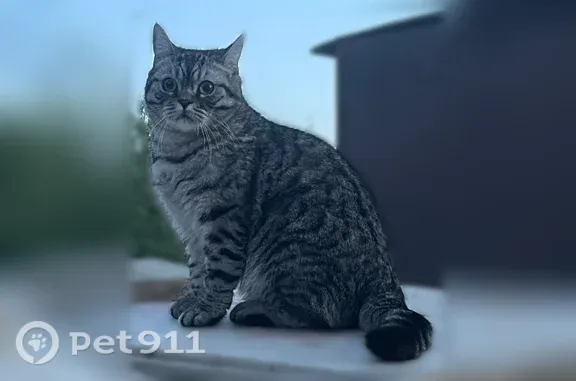 Пропала кошка Мальчик, Энгельс (rl1255705) - photo