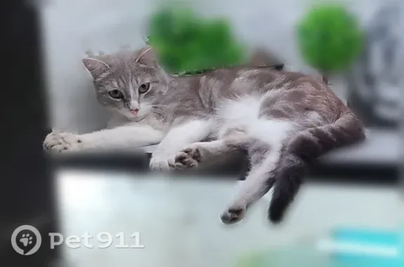 Пропала кошка Мальчик (rl1255721) - photo