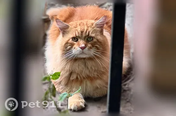 Найдена кошка, Москва, фото: Найдена кошка, Маршала Рыбалко, Москва — рыжий мейн-кун с белой полоской на носу