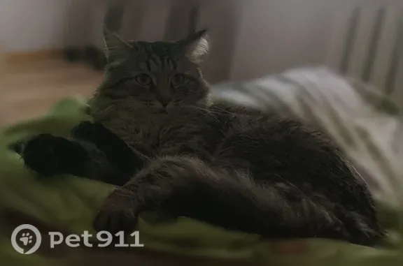 Пропала кошка, Союзная, д. 57, Ижевск — выбежала из подъезда - photo