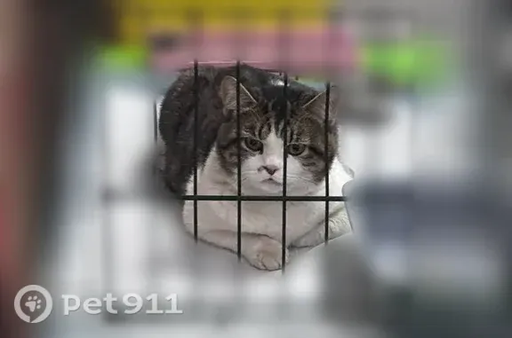 Найдена кошка, Москва, фото: Найдена кошка, Малыгина, Москва — чистая, спокойная и упитанная