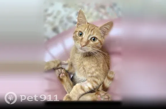 Пропала кошка, Земцова, д. 27, Махачкала — рыжий котёнок 5 месяцев - photo