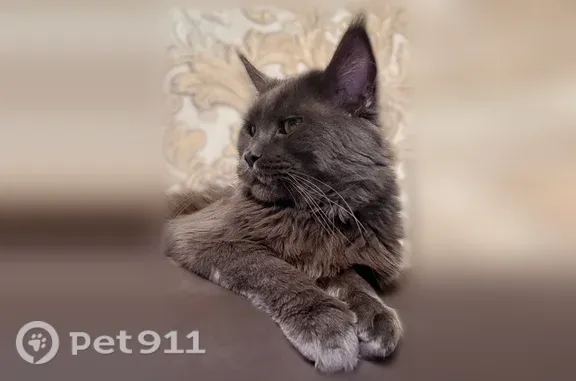 Пропала кошка, Абакан, Целинная, Абакан — взрослый кот мэйн-кун - photo