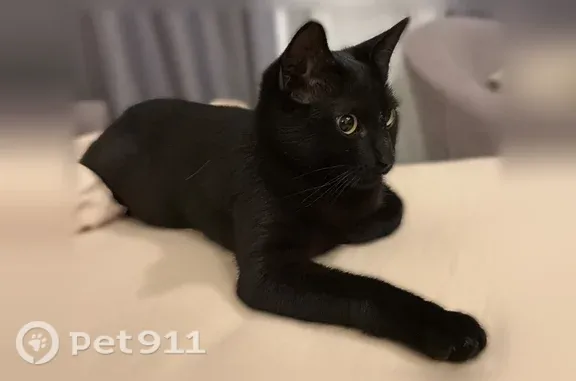 Найдена кошка, Кострома, фото: Найдена кошка, Боровая, Кострома — очень ласковый кот