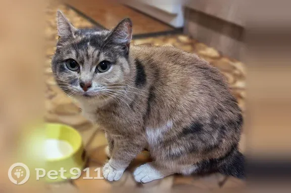 Найдена кошка, Кострома, фото: Найдена кошка, Территория СНТ Теткиш, Кострома — трехцветная, спокойная