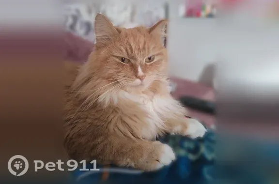 Пропала кошка, Поселок Сингапай, Круг Г-2, д. 20, Сингапай — белые лапки и черточка на носу - photo