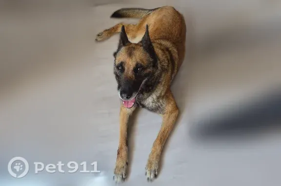 Пропала собака, Мансийская, д. 21, Тюмень — небольшого размера, с сединой на морде - photo