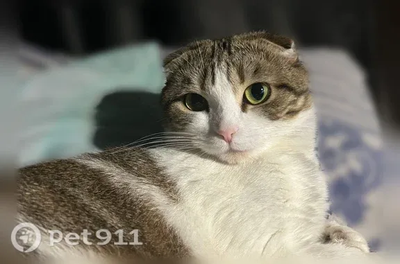 Кошки потеряшки, Чита, фото: Потеряшка кошка, Кирова, д. 3, Чита — шотландская вислоухая, без ошейника