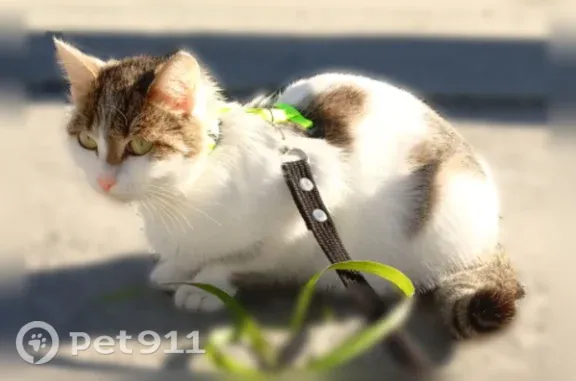 Пропала кошка, Село Криводановка, Криводановка — кормит котят, очень ласковая - photo