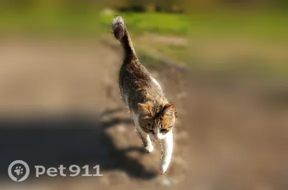 Найдена кошка, Ижевск, фото: Найдена кошка, Ижевск, Якшур-Бодьинский тракт 9, д. 9/2 — бежит к людям