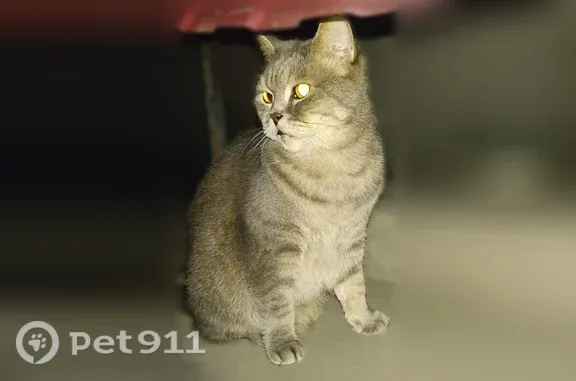 Найдена кошка, Таганрог, фото: Найдена кошка, Таганрог, Николаевское, Таганрог — большой светло-серый кот