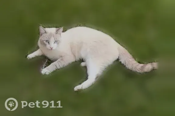 Пропала кошка, Округ Кировский (г Омск), П.Тимохиной, Омск — кот, 12 месяцев, голубые глаза - photo