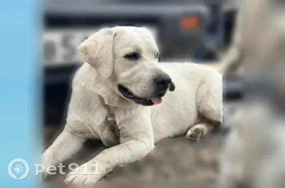 Найдена собака, Корнилово, фото: Найдена собака, Село Корнилово, Знаменская, Корнилово — лабрадор, знает машину