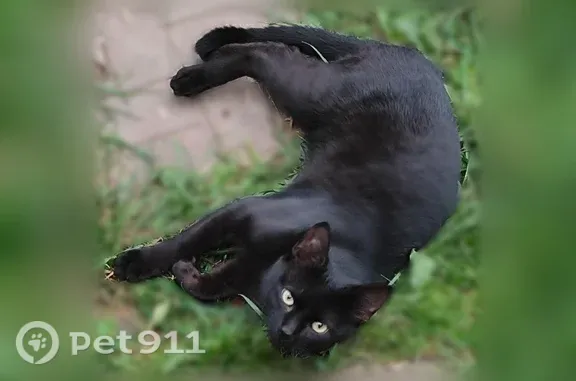 Найдена кошка, Рвы, фото: Найдена кошка, Станция Рвы, д. 8, Рвы — чёрная, с жёлтыми глазами