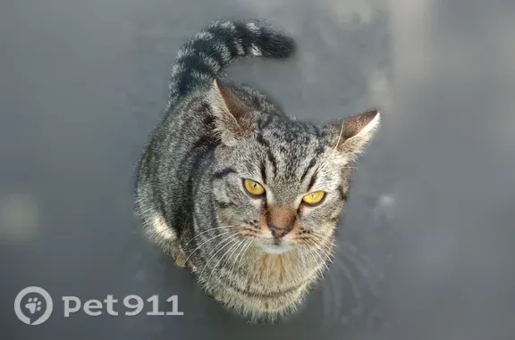 Найдена кошка, Ульяновск, фото: Найдена кошка, Ульяновск, Орджоникидзе, д. 59, Ульяновск — коричнево-рыжий окрас