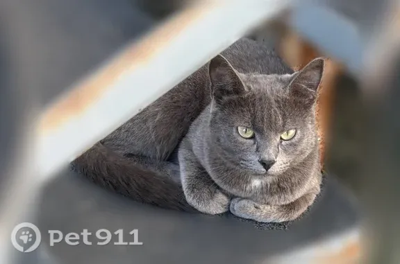 Найдена кошка, Красноярск, фото: Найдена кошка, Район Октябрьский (г Красноярск), Свободный, д. 75А, Красноярск — ручная и спокойная